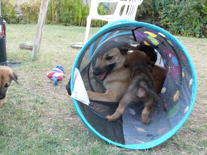chinook dog